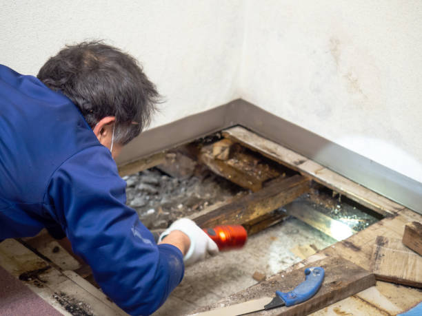 Best Local Mold Removal Service  in Wyoming, OH