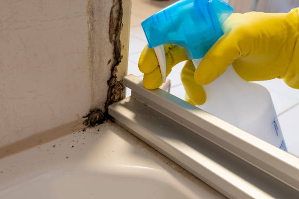Best Certified Mold Removal  in Wyoming, OH