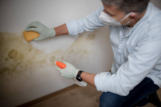 Best Best Mold Removal Companies  in Wyoming, OH