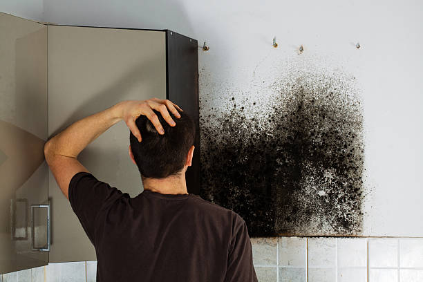 Best Local Mold Removal Service  in Wyoming, OH