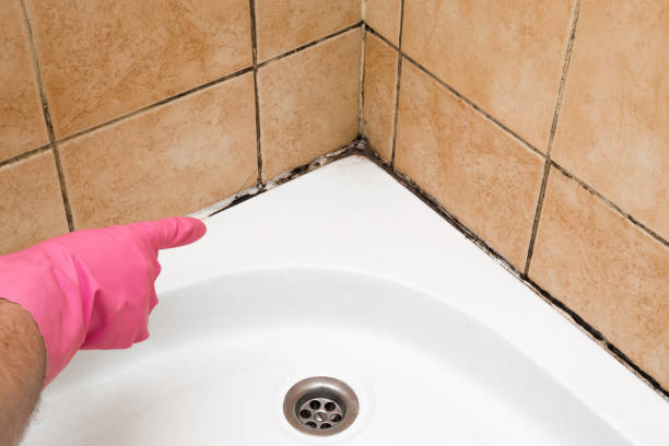 Best Professional Mold Removal  in Wyoming, OH