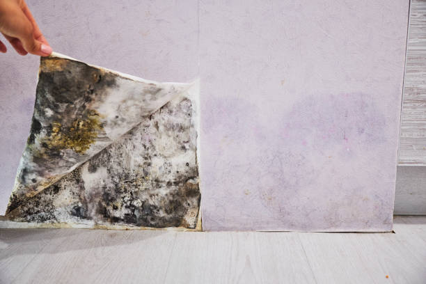 Best Water Damage Restoration  in Wyoming, OH